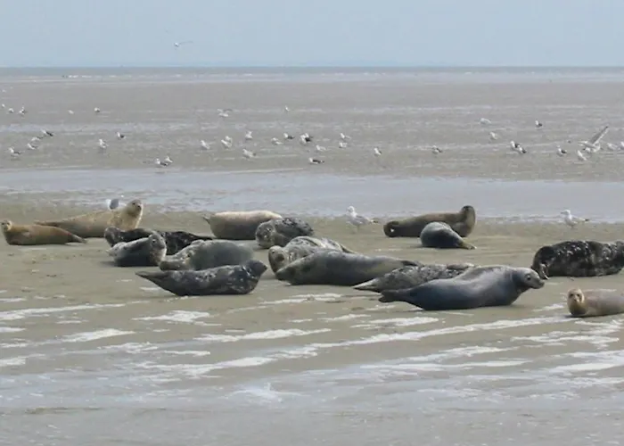 בית נופש Wiringherlant-8 *